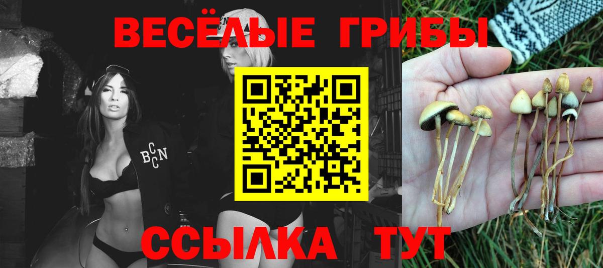 Псилоцибиновые грибы Psilocybe Мытищи